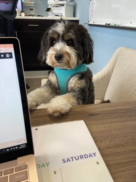 dog at desk