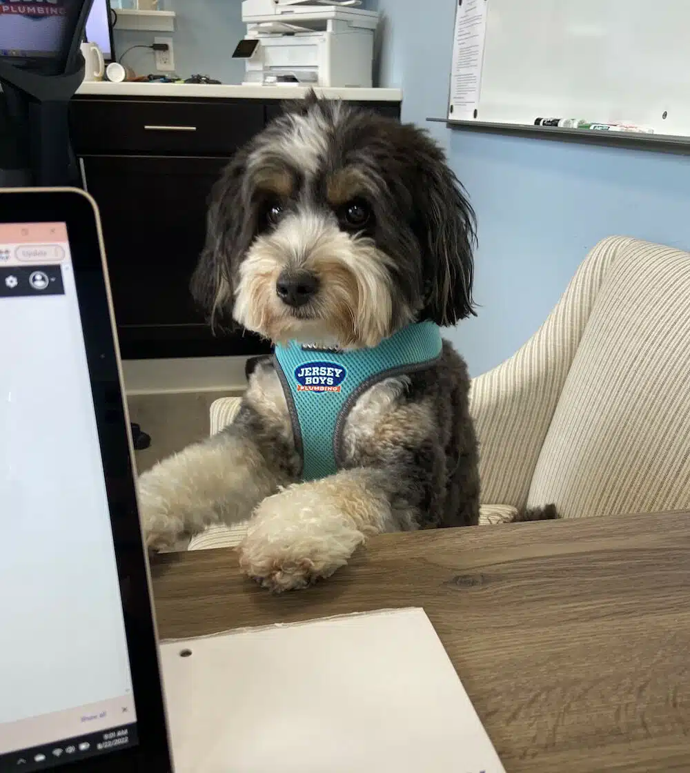 Office pup